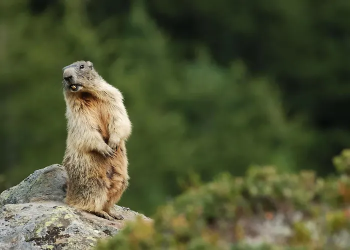 Apartamento Ski-in Ski-out-apartment Mountain Nest *