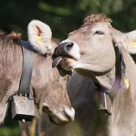 Ski-in Ski-out-apartment Mountain Nest شقة *
