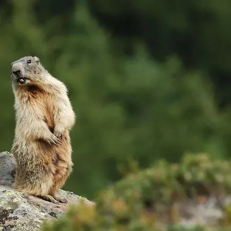 شقة Ski-in Ski-out-apartment Mountain Nest *