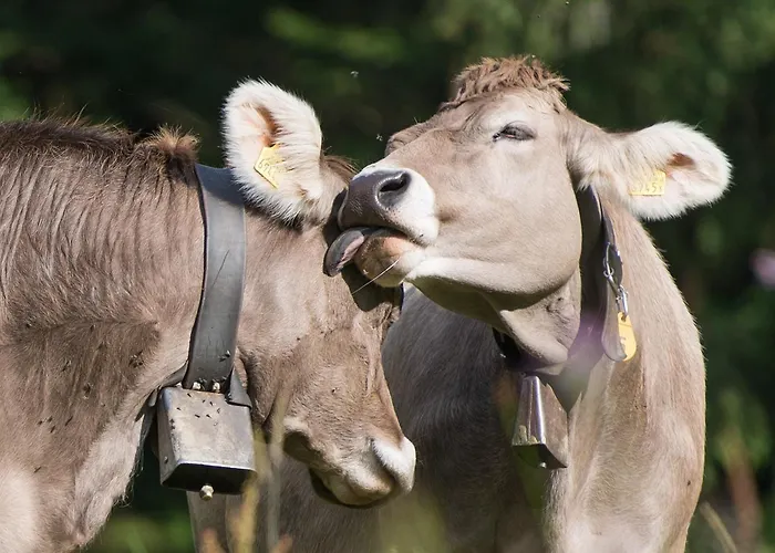 Ski-in Ski-out-apartment Mountain Nest Appartement *